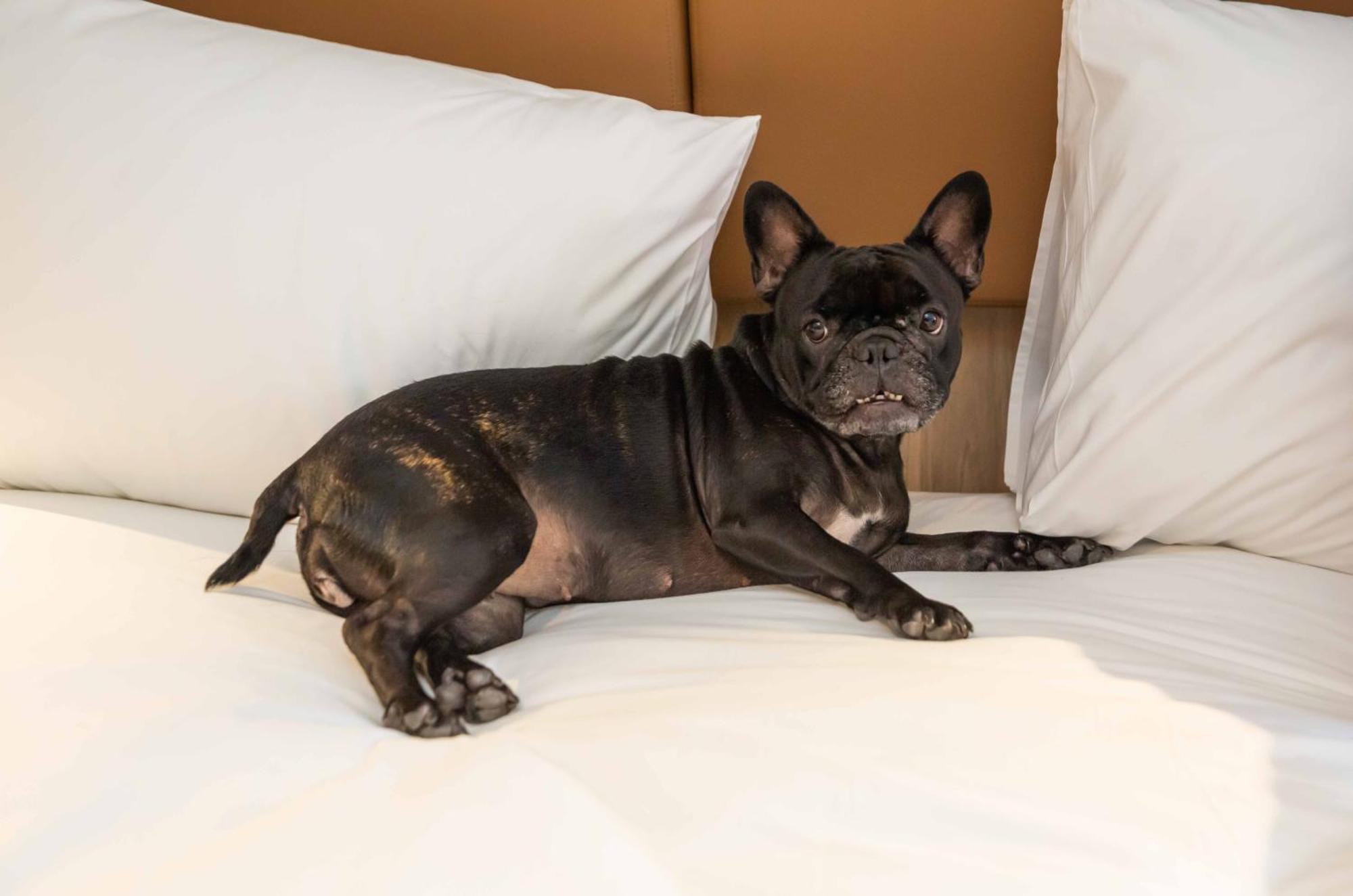 Hilton Garden Inn Sao Jose Do Rio Preto Экстерьер фото